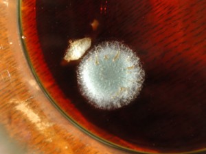 A bloom of deadly aspergillus on a cup of coffee. There was a misunderstanding: it likes its surroundings  hot and dry, not hot and black. (Photo by Albertstraub)