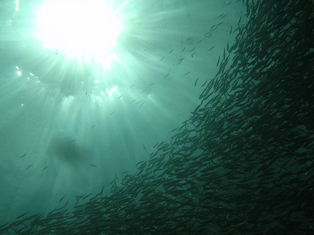 Now you see them, now you don't. And when you don't see sardines, the whole web of ocean life falters. (Photo by Juuyoh Tanaka/Flickr)