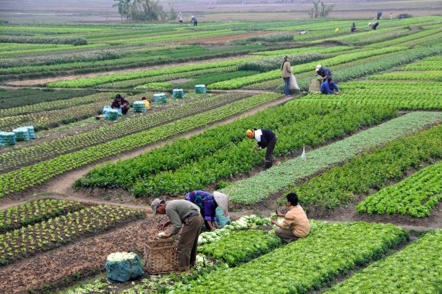 Farms like these in Vietnam are the ones that feed the world, provide work and security for families, and preserve the land. We're stamping them out. (Wikipedia Photo)