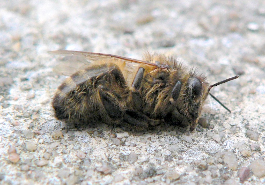 Dead_bee_winter