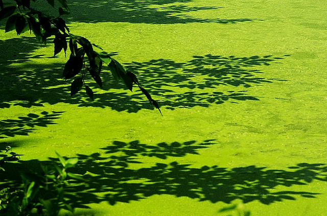 Just when you think it's safe to go near the water, you start feeling dizzy. Thanks, algae. (Photo by Dave Shefer/Flickr)