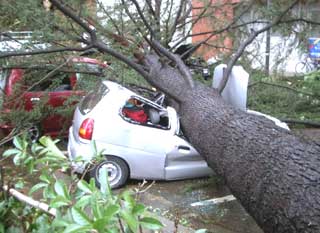 When big trees come down, they start slow and end with a crunch. (Photo by geograph.org.uk) 