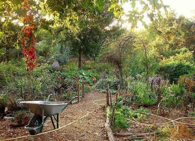 food forest