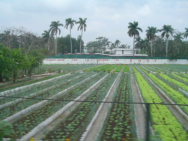 By 2006, when this picture was taken, urban farms such as this converted soccer field in the middle of Havana were supplying the city with 90% of its produce while using virtually no petroleum products. (Photo by Dave Williams/Flickr) 