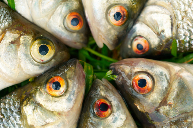 The fish held a meeting, and decided to spread the alarm, but it was too late. They were all dead. (Photo by James Palinsad/Flickr) 