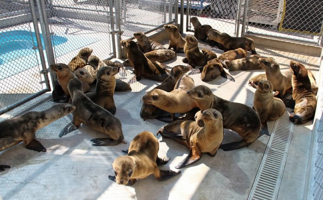 A passel of starving sea lions, rescued from the beach by volunteers, in a California rehab center. They get a lot of attention because they’re cute. But crabs, oysters and anchovies are dying just as fast.  