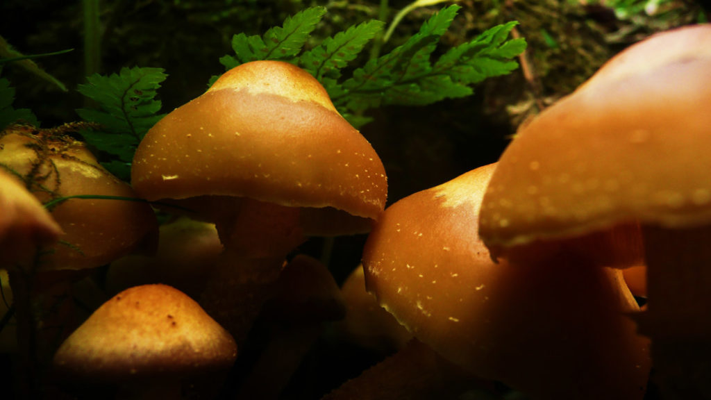 mushrooms